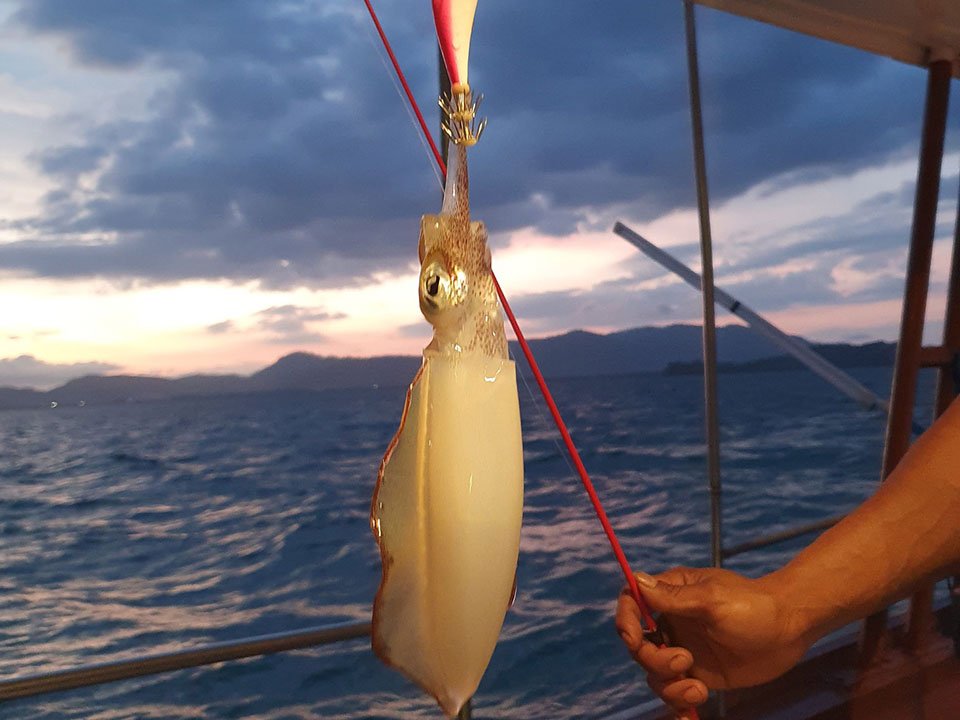 Squid Fishing